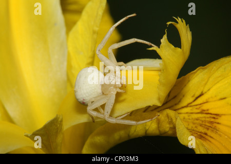 Houghton (Misumena vatia araignée crabe), assis sur iris fleur, Allemagne Banque D'Images