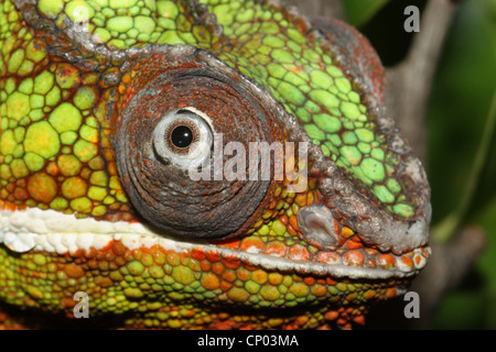 Caméléon panthère (Furcifer pardalis), portrait Banque D'Images