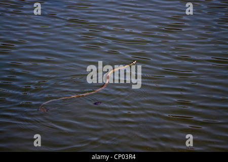 Couleuvre à collier (Natrix natrix), nager à la surface de l'eau Banque D'Images