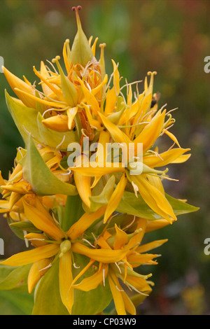 Gentiane jaune (Gentiana lutea), fleurs, France, Massif Central, Cvennes Banque D'Images