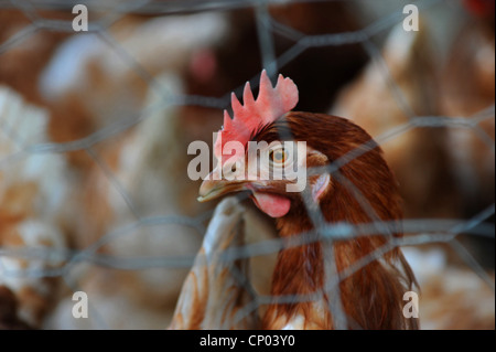 Les oiseaux domestiques (Gallus gallus f. domestica), derrière les barreaux, portrait, , Banque D'Images