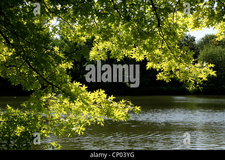 Pin oak (Quercus palustris), au bord d'un lac Banque D'Images