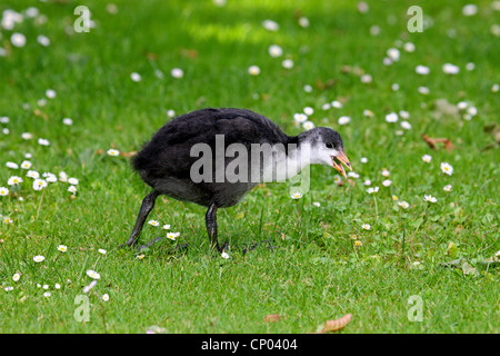 Black Foulque macroule (Fulica atra), de marcher à travers un pré appel, Allemagne Banque D'Images