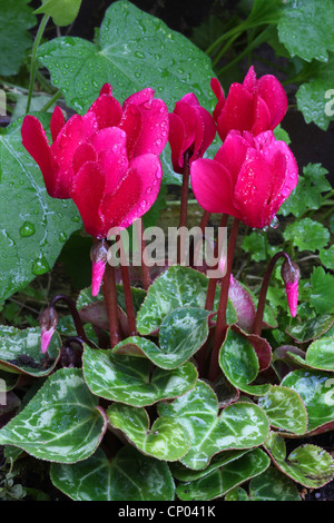 Les fleuristes Cyclamen (Cyclamen persicum), blooming Banque D'Images