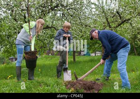 Pommier (Malus domestica), les enfants et leur grand-père la plantation d'un pommier, Allemagne Banque D'Images