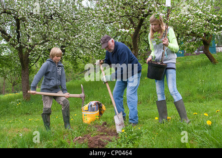 Pommier (Malus domestica), les enfants et leur grand-père la plantation d'un pommier, Allemagne Banque D'Images