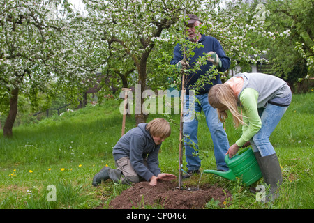 Pommier (Malus domestica), les enfants et leur grand-père la plantation d'un pommier, Allemagne Banque D'Images