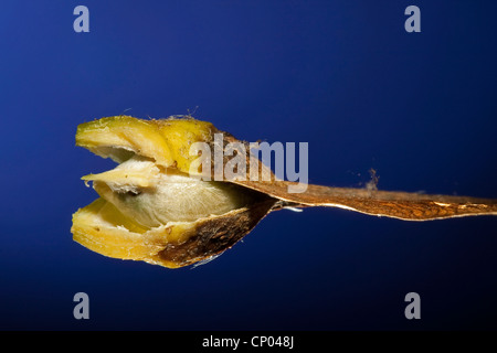 L'érable sycomore, grand érable (Acer pseudoplatanus), fruit de l'érable à sucre, qui a ouvert ses portes à jeter un oeil sur une graine, Allemagne Banque D'Images