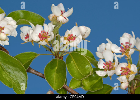 Poirier commun (Pyrus communis), Direction générale de la poire en fleurs, Allemagne Banque D'Images