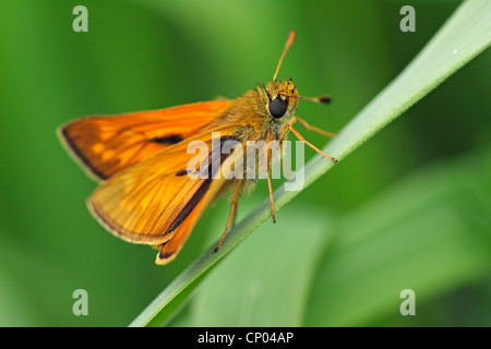 Grand skipper (Ochlodes venatus, Ochlodes venata, Ochlodes sylvanus), assis sur un brin d'herbe, de l'Allemagne, Bade-Wurtemberg Banque D'Images