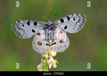 Apollon (Parnassius apollo), assis sur une plante, l'Allemagne, Bade-Wurtemberg Banque D'Images