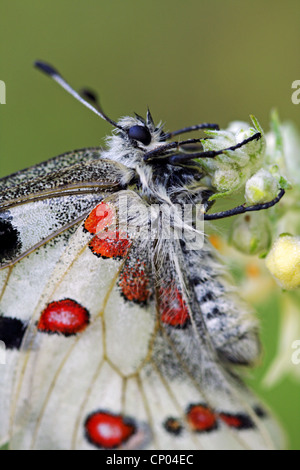 Apollon (Parnassius apollo), sur une fleur, l'Allemagne, Bade-Wurtemberg Banque D'Images