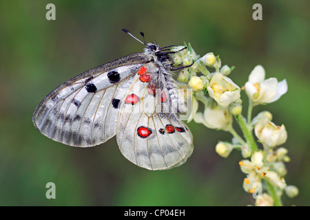 Apollon (Parnassius apollo), sur une fleur, l'Allemagne, Bade-Wurtemberg Banque D'Images