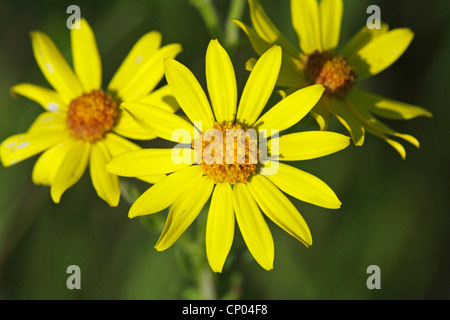 Séneçon commun, Willie puant, le séneçon jacobée, le séneçon jacobée (Senecio jacobaea), la floraison, l'Allemagne, Bade-Wurtemberg Banque D'Images