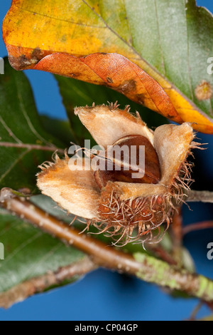 Le hêtre commun (Fagus sylvatica), les fruits de faines, Allemagne Banque D'Images