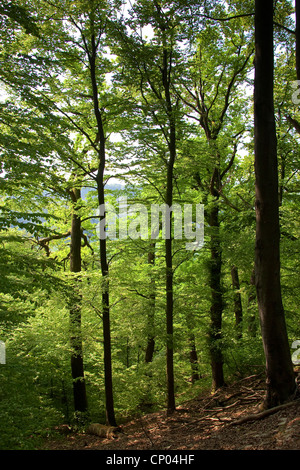 Le hêtre commun (Fagus sylvatica), forêt de hêtre et de chêne, Allemagne Banque D'Images