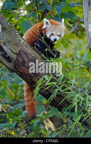Petit panda, le panda rouge (Ailurus fulgens), assis sur un tronc d'arbre se nourrissant de bamboo Banque D'Images