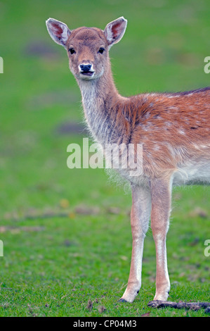 Le daim (Dama dama, Cervus dama), pup, Allemagne, Rhénanie du Nord-Westphalie Banque D'Images