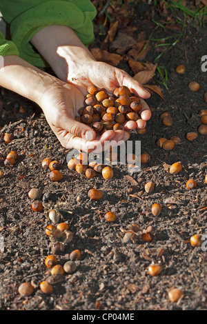 Le noisetier commun (Corylus avellana), les mains pleines de noix matures, Allemagne Banque D'Images