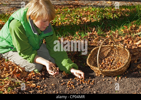 Le noisetier commun (Corylus avellana), garçon de genou et la collecte des noix matures dans un panier, Allemagne Banque D'Images