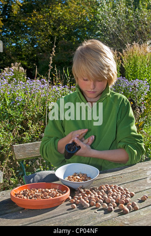 Le noisetier commun (Corylus avellana), garçon assis à la table de jardin auto-prélevés de craquage pour faire ses propres noisettes à tartiner au chocolat, Allemagne Banque D'Images