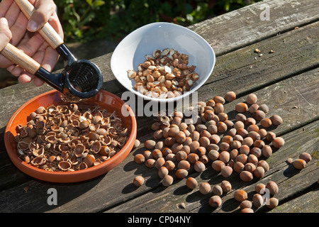 Le noisetier commun (Corylus avellana), enfant assis à la table de jardin auto-prélevés de craquage pour faire ses propres noisettes à tartiner au chocolat, Allemagne Banque D'Images