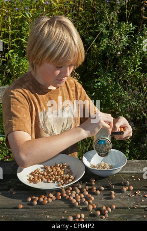 Le noisetier commun (Corylus avellana), garçon assis à la table de jardin auto-prélevés de fraisage avec un moulin manuel noisettes pour faire sa propre pâte à tartiner au chocolat, Allemagne Banque D'Images