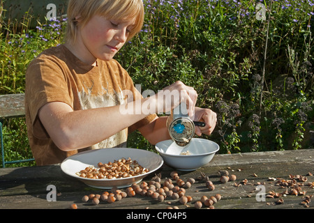 Le noisetier commun (Corylus avellana), garçon assis à la table de jardin auto-prélevés de fraisage avec un moulin manuel noisettes pour faire sa propre pâte à tartiner au chocolat, Allemagne Banque D'Images