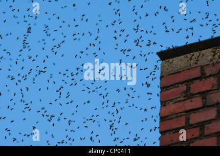 Abeille, ruche abeille (Apis mellifera mellifera), l'essaim d'abeilles en laissant une ruche, Allemagne Banque D'Images