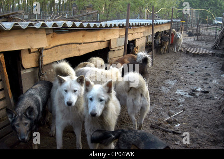 Chien domestique (Canis lupus f. familiaris), scruffy chiens dans un chenil boueux, animal hoarding, Allemagne, Banque D'Images