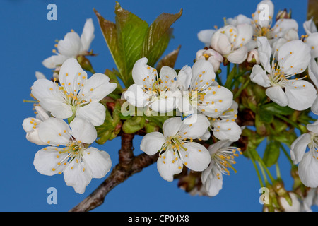 De cerise sauvage, cerise, gean, le merisier (Prunus avium), Direction générale de la floraison, Allemagne Banque D'Images