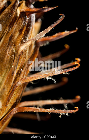 La bardane, laineux, bardane bardane poilue, bardane (Arctium tomentosum), ripe infructescence avec ardillon, Allemagne Banque D'Images