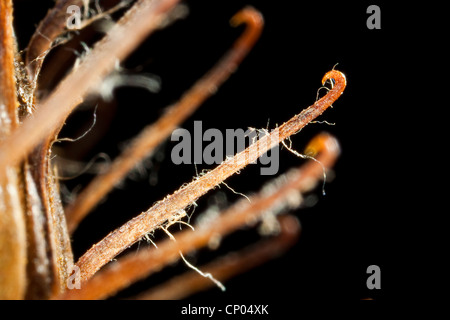 La bardane, laineux, bardane bardane poilue, bardane (Arctium tomentosum), ripe infructescence avec ardillon, Allemagne Banque D'Images