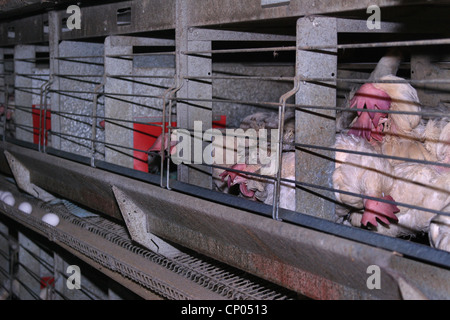 Les oiseaux domestiques (Gallus gallus f. domestica), des poules pondeuses en batterie, batterie, Allemagne Banque D'Images