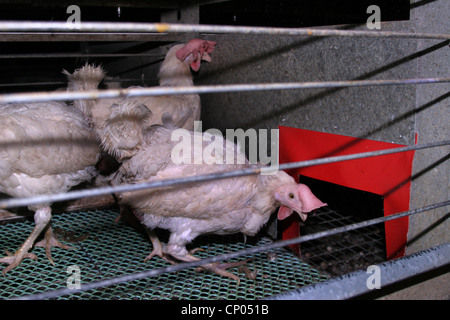 Les oiseaux domestiques (Gallus gallus f. domestica), des poules pondeuses en batterie, batterie, Allemagne Banque D'Images