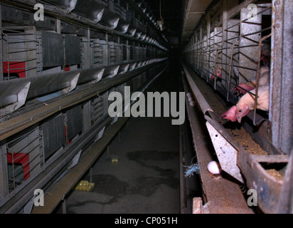 Les oiseaux domestiques (Gallus gallus f. domestica), des poules pondeuses en batterie, batterie, Allemagne Banque D'Images