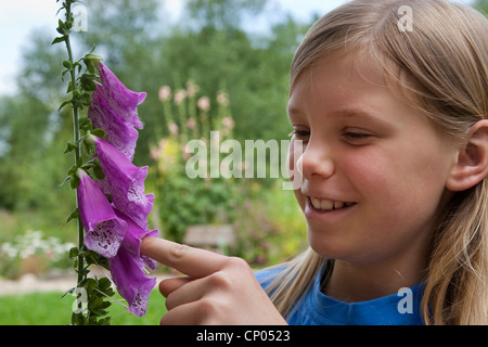 La digitale pourpre digitale, commune (Digitalis purpurea), fille coller son doigt dans une fleur de la politique digitale, Allemagne Banque D'Images