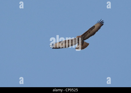 Eurasian buzzard (Buteo buteo), voler, Allemagne Banque D'Images