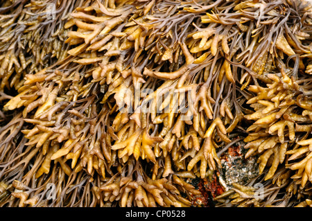 (Pelvetia canaliculata rack canalisée), une algue brune, UK Banque D'Images