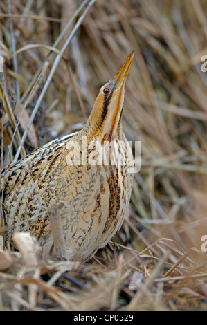 Eurasian bittern (Botaurus stellaris), dans une posture typique de camouflage, Allemagne, Rhénanie du Nord-Westphalie Banque D'Images