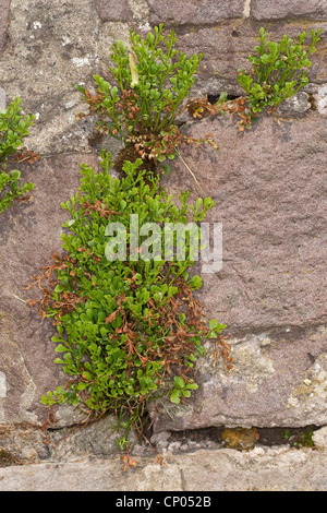 Wallrue spleenwort (Asplenium ruta-muraria), dans un mur, Allemagne Banque D'Images