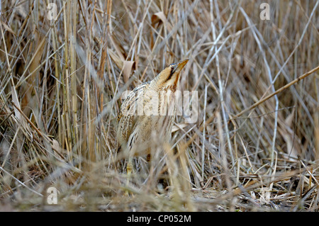 Eurasian bittern (Botaurus stellaris), dans une posture typique de camouflage, Allemagne, Rhénanie du Nord-Westphalie Banque D'Images