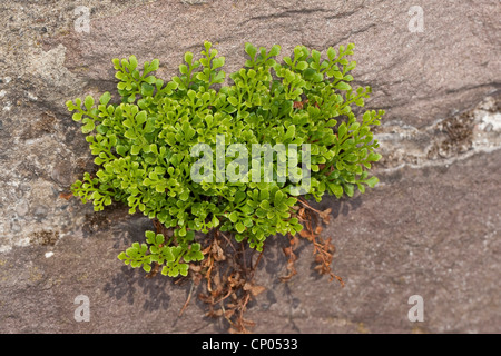 Wallrue spleenwort (Asplenium ruta-muraria), dans un mur, Allemagne Banque D'Images