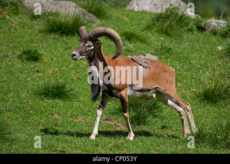 Mouflon (Ovis musimon, Ovis gmelini musimon, Ovis orientalis musimon), homme Banque D'Images