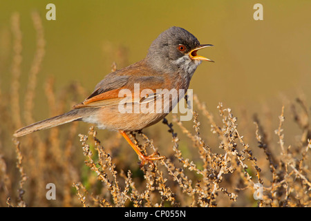 Fauvette à lunettes (Sylvia conspicillata), assis sur un chant de bush à sec, Canaries, Fuerteventura Banque D'Images