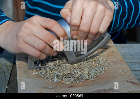 Boy making pesto de noix auto-prélevés et les graines de tournesol, huile d'olive et le parmesan, les graines de tournesol sont peigné, Allemagne Banque D'Images