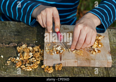 Boy making pesto de noix auto-prélevés et les graines de tournesol, huile d'olive et le parmesan, les noix sont peigné, Allemagne Banque D'Images