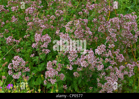 Origan sauvage sauvage, la marjolaine (Origanum vulgare), la floraison, Allemagne Banque D'Images