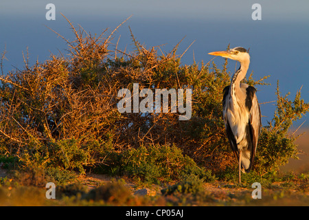 Héron cendré (Ardea cinerea), Comité permanent sur la côte en lumière du soir, Canaries, Fuerteventura Banque D'Images