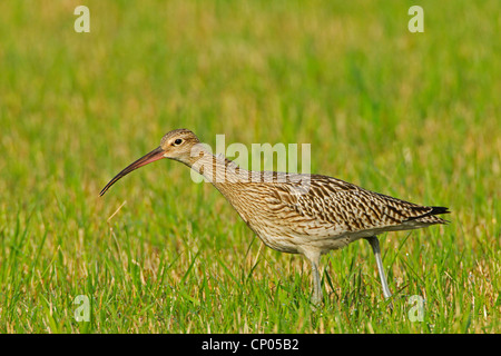 Western Curlew (Numenius arquata), marcher dans un pré, Allemagne, Rhénanie-Palatinat Banque D'Images